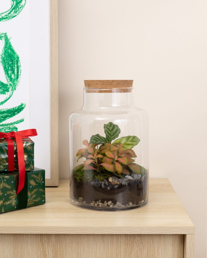 bergamotte terrarium